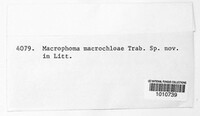 Macrophoma macrochloae image